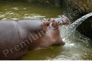 Hippo 0053